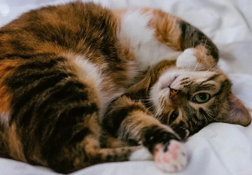 Why Does My Cat Twitch in Her Sleep? PetCosset