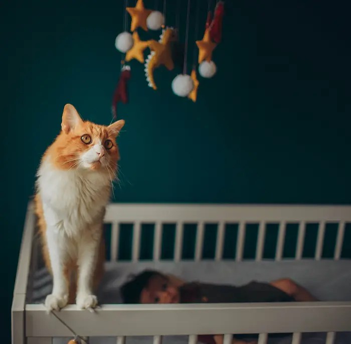 How To Keep The Cat Out Of Crib 5 Steps to Take PetCosset