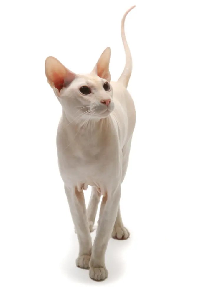 What Is The Most Expensive Cat? 8 Precious Breeds PetCosset