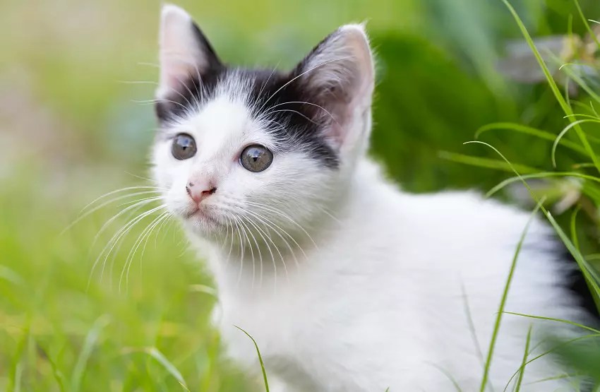 When Does a Kitten a Cat? PetCosset