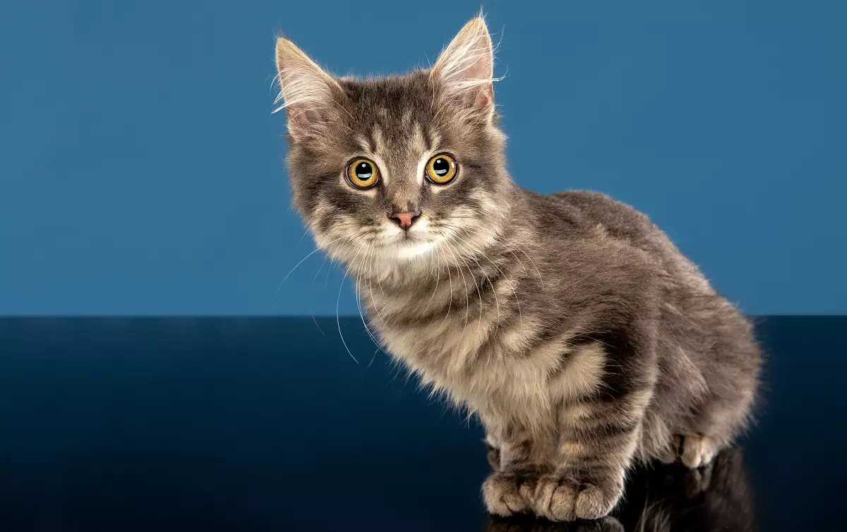 When Does a Kitten a Cat? PetCosset