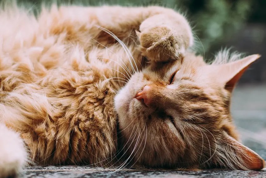 Why Does My Cat Twitch in Her Sleep? PetCosset