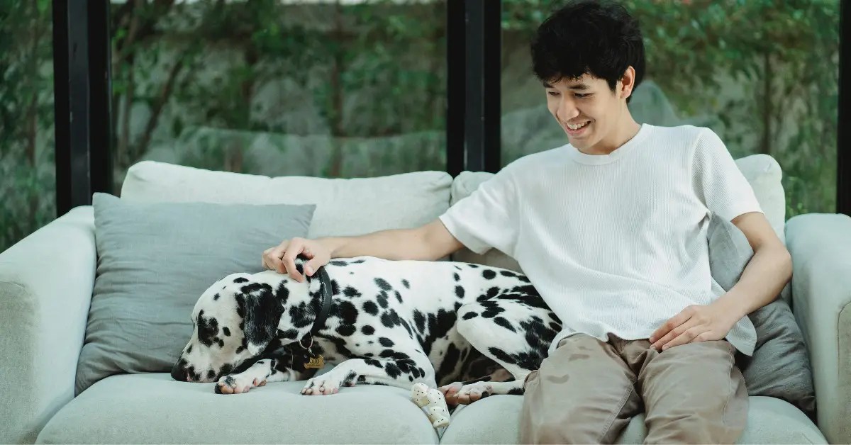 Why Does My Dog Sit Behind Me On The Couch? (6 Reasons)