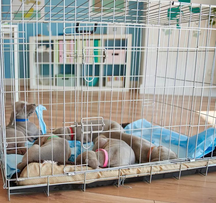A Simple Way On How To Block Off A Large Crate For A Puppy
