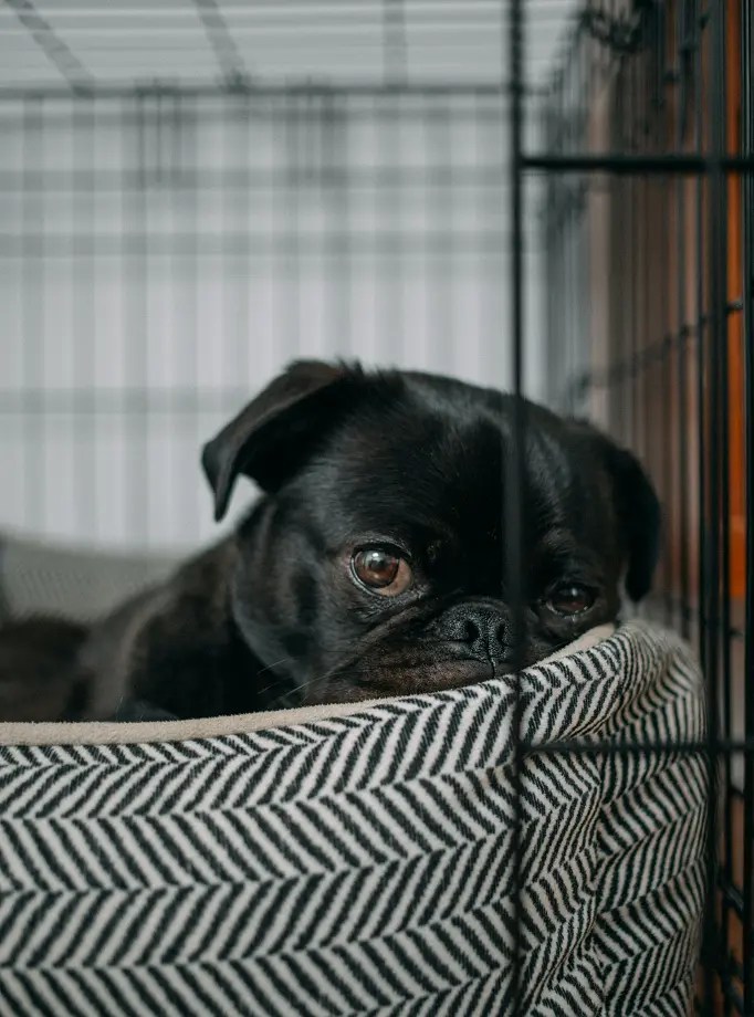 Puppy Throwing Tantrum in Crate? Here’s What You Should Do