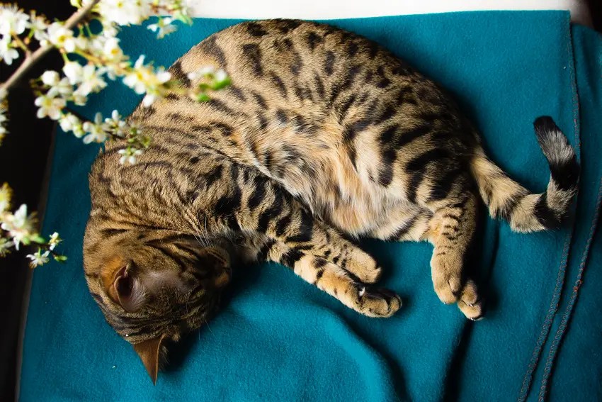 How To Tell If Cat Still Has Kittens Inside 7 Signs To Look For