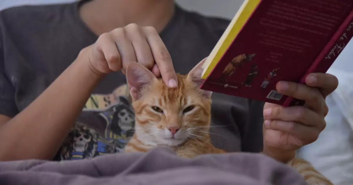 My Cat Won't Leave Me Alone! What’s The Possible Explanation?