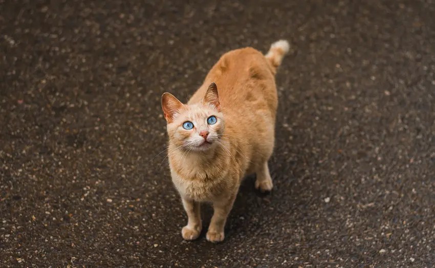 How To Tell If Cat Still Has Kittens Inside 7 Signs To Look For