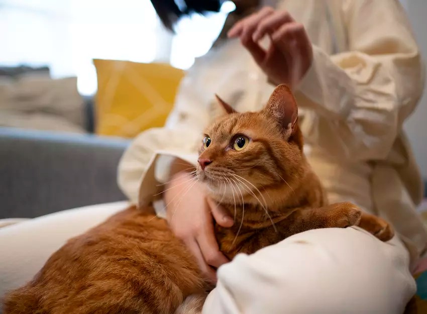 My Cat Won't Leave Me Alone! What’s The Possible Explanation?