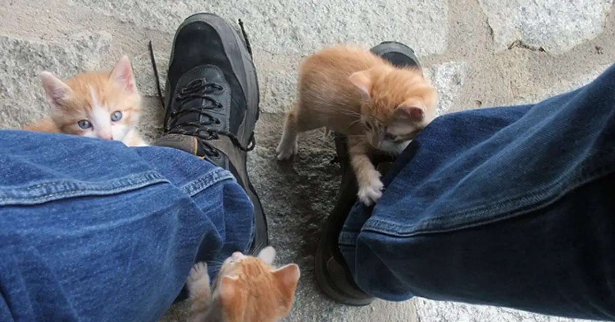 Why Does My Cat Sit On My Feet? 6 Possible Reasons PetCosset