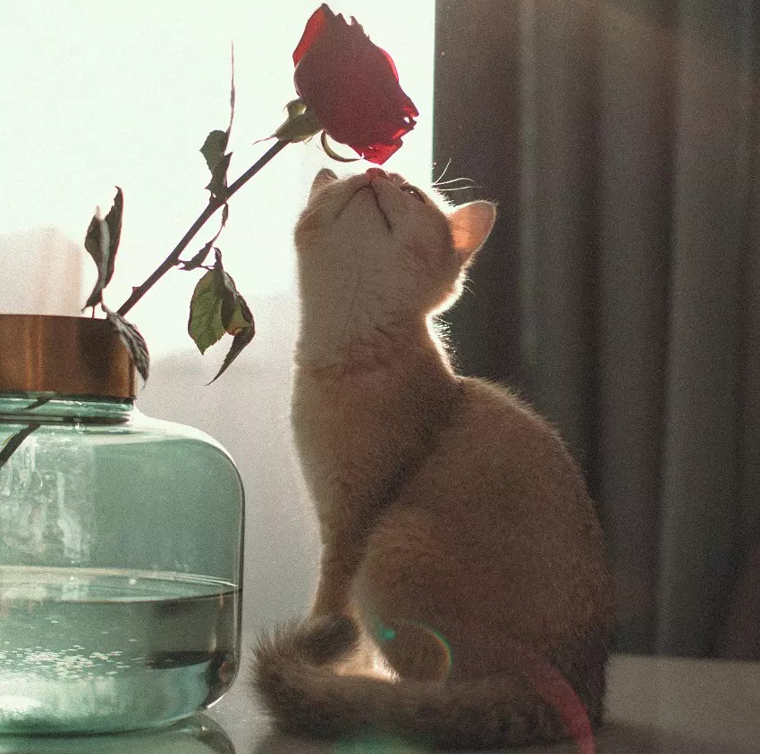 Why Are Cats Attracted To Roses? 6 Possible Reasons