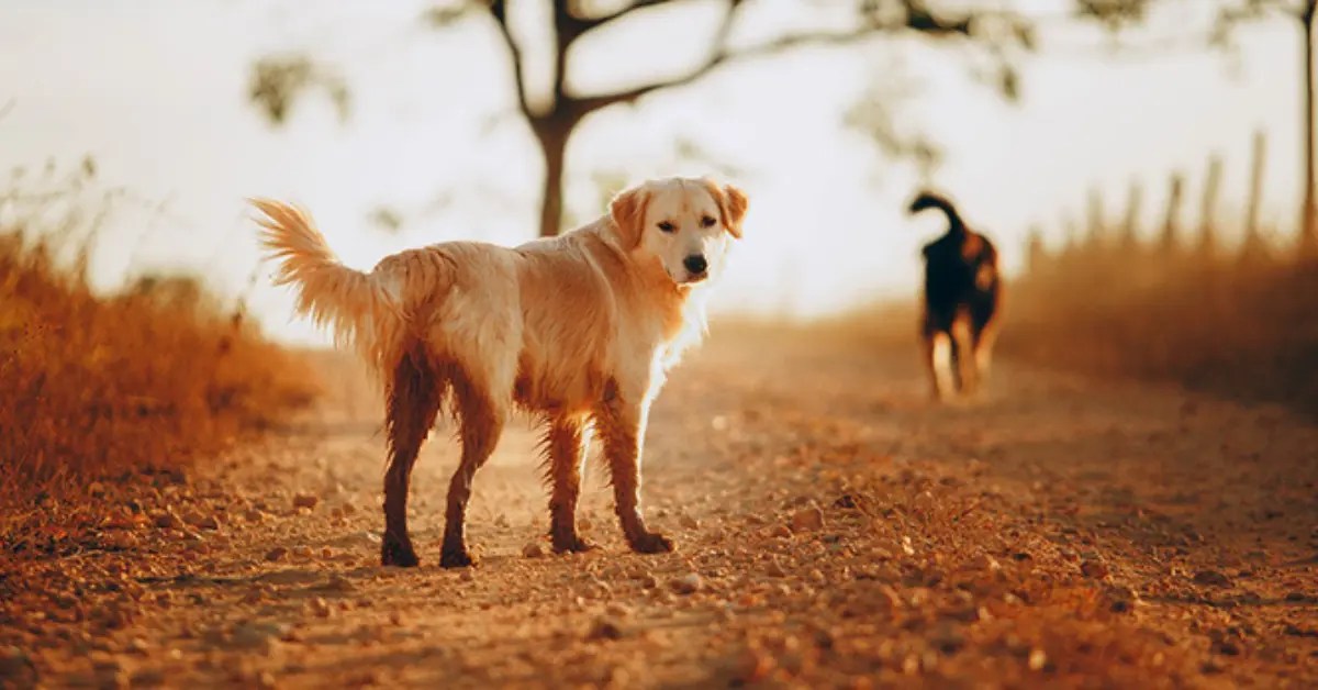 Why Does My Dog Walk Backwards? 5 Possible Reasons