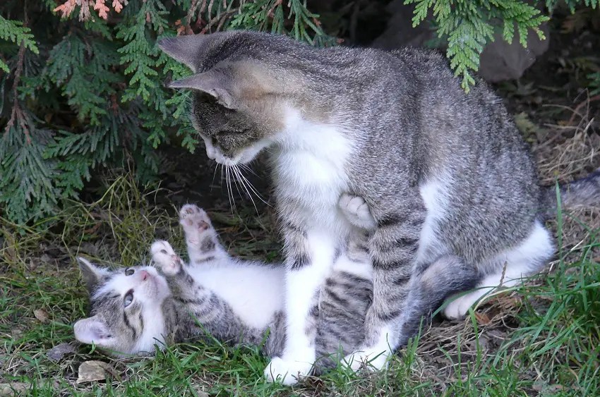 Why Is My Cat Separating Her Kittens? 5 Possible Explanations