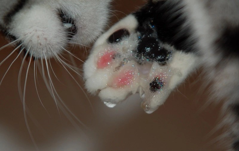 My Cat Drank Soapy Water! What Should I Do? PetCosset