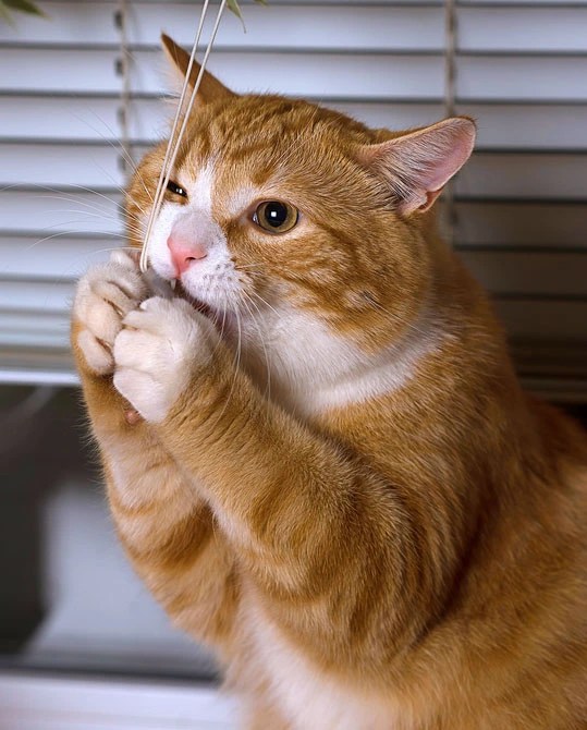 Is Your Cat Chewing On Nothing?