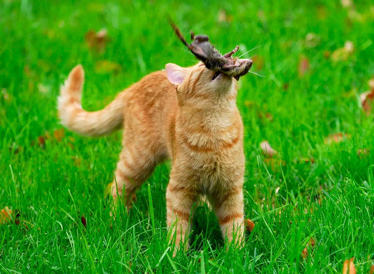 Can Declawed Cats Catch Mice? Answered Here! PetCosset