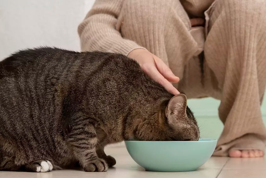 How To Force Feed A Cat StepbyStep Guide PetCosset