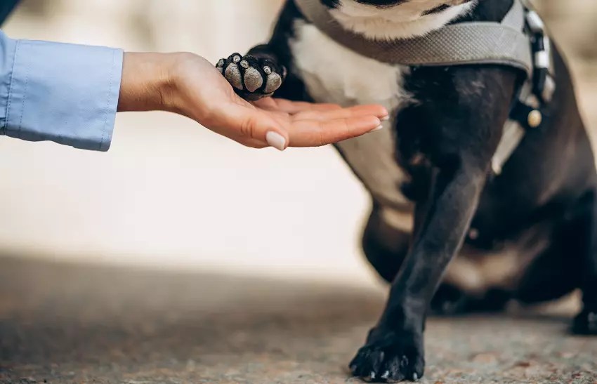 How Long Does It Take A Rescue Dog To Adjust To A New Home?