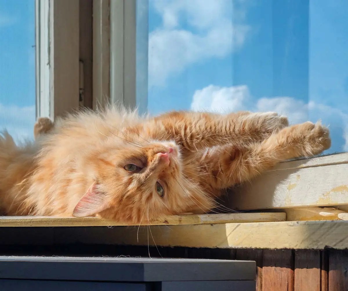 8 Effective Ways On How To Keep Cats Off Window Sills PetCosset