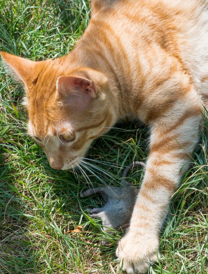 Can Declawed Cats Catch Mice? Answered Here! PetCosset
