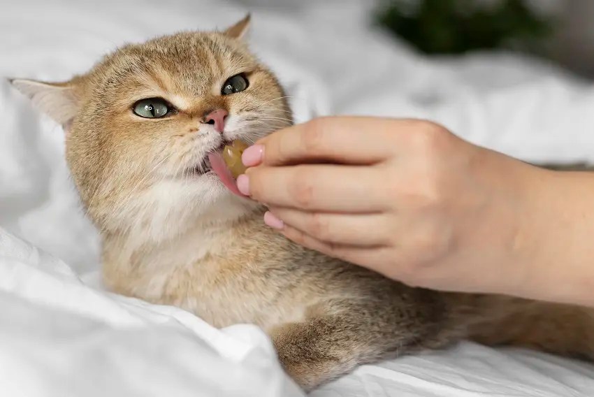 How To Force Feed A Cat StepbyStep Guide PetCosset