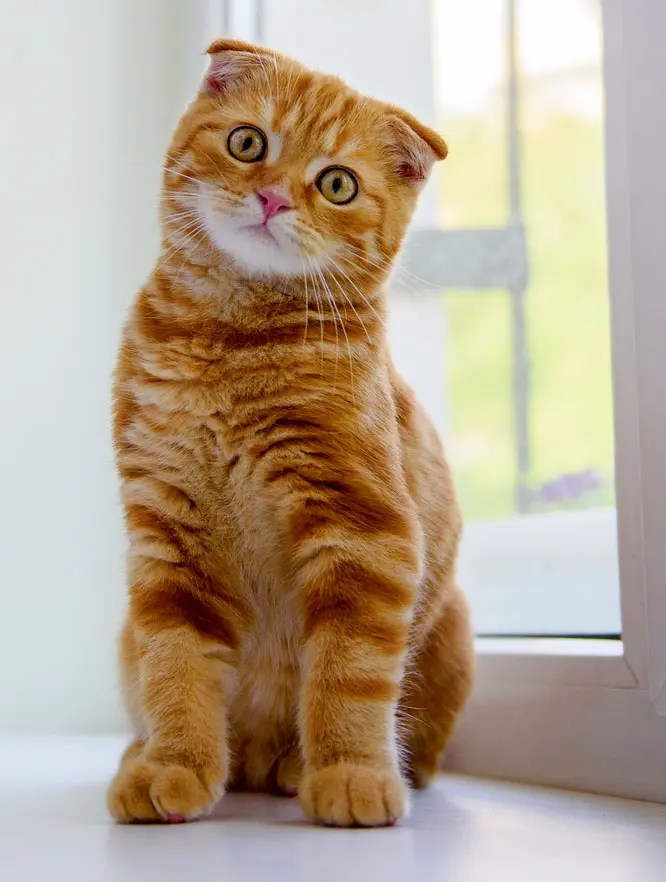 8 Effective Ways On How To Keep Cats Off Window Sills PetCosset