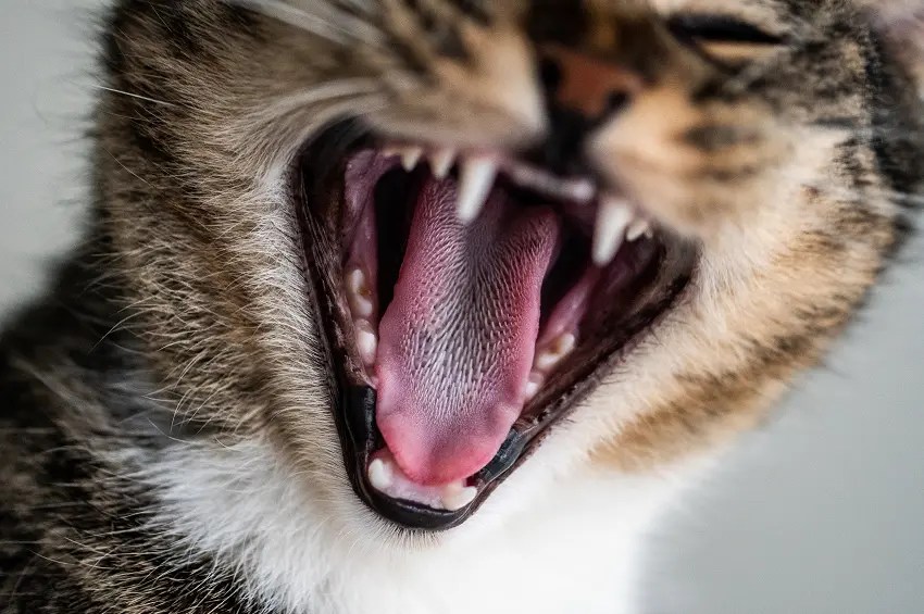 How To Keep Cats Teeth Clean Without Brushing 5 Alternatives