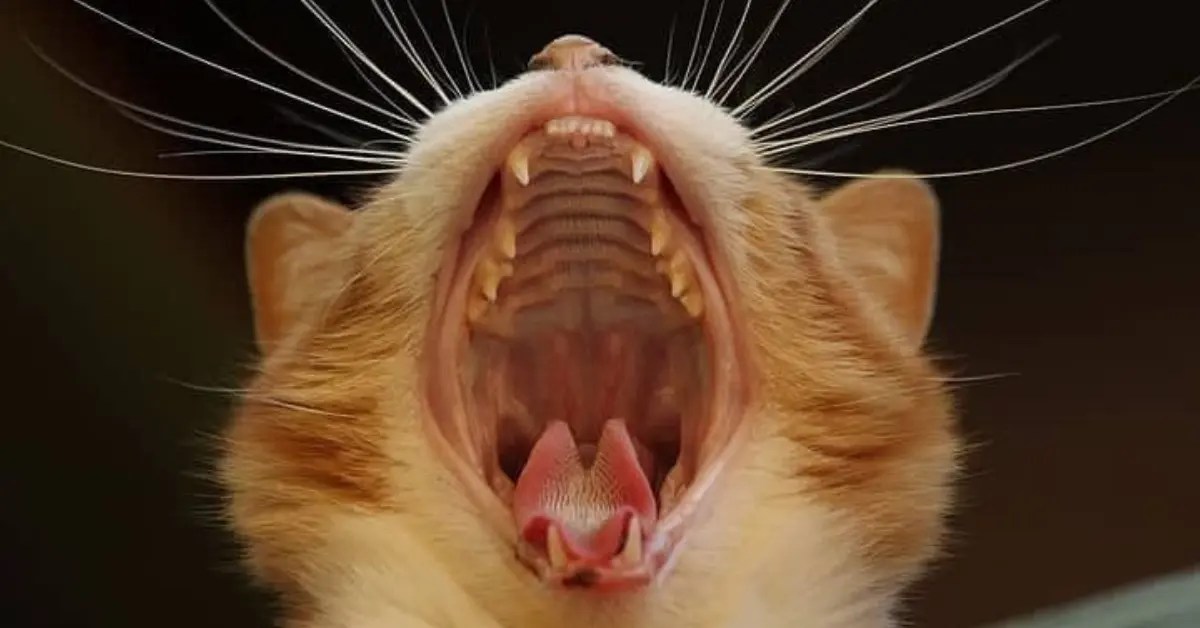 How To Keep Cats Teeth Clean Without Brushing 5 Alternatives