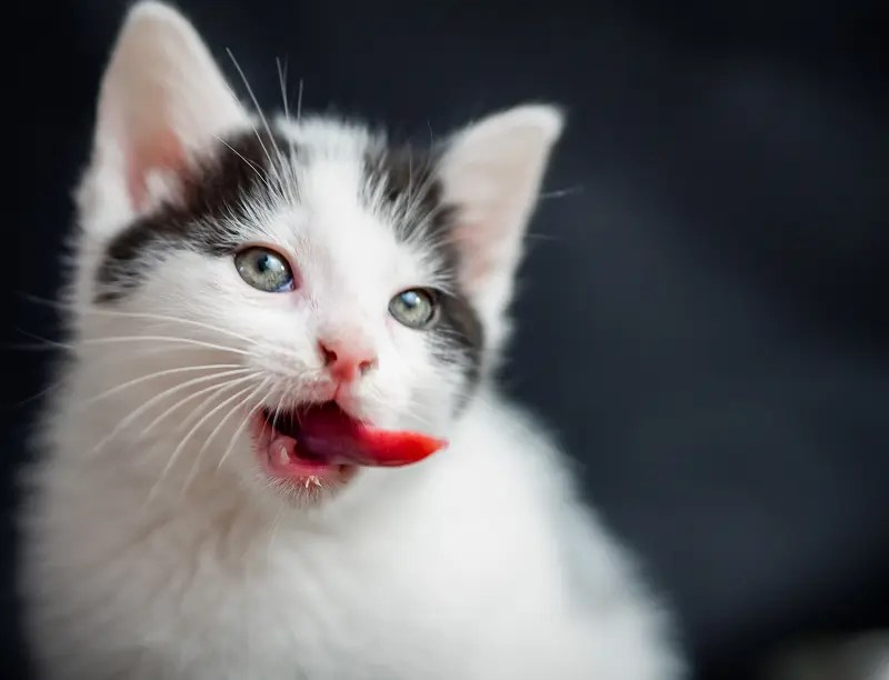 What To Feed A Toothless Cat Caring for a Feline with No Teeth