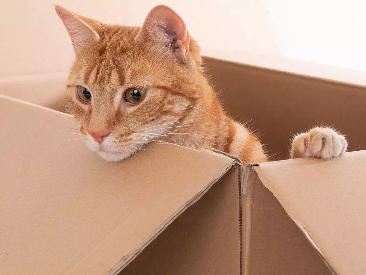 Cat Not Eating After Move? Here’s The Reason Why PetCosset