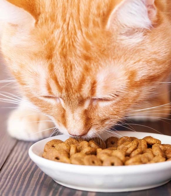 Cat Not Eating After Move? Here’s The Reason Why PetCosset