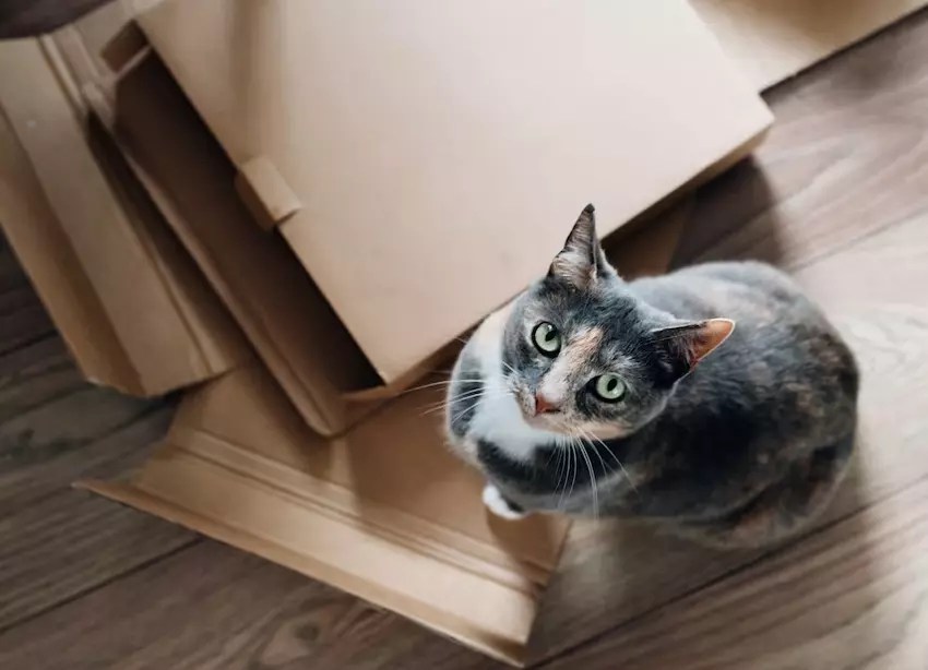 Cat Not Eating After Move? Here’s The Reason Why PetCosset