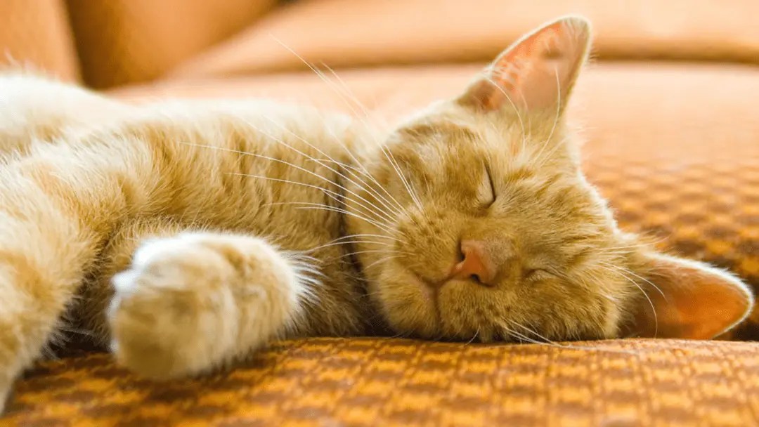 Cat Growling in Sleep? Check These 5 Possible Reasons! PetCosset