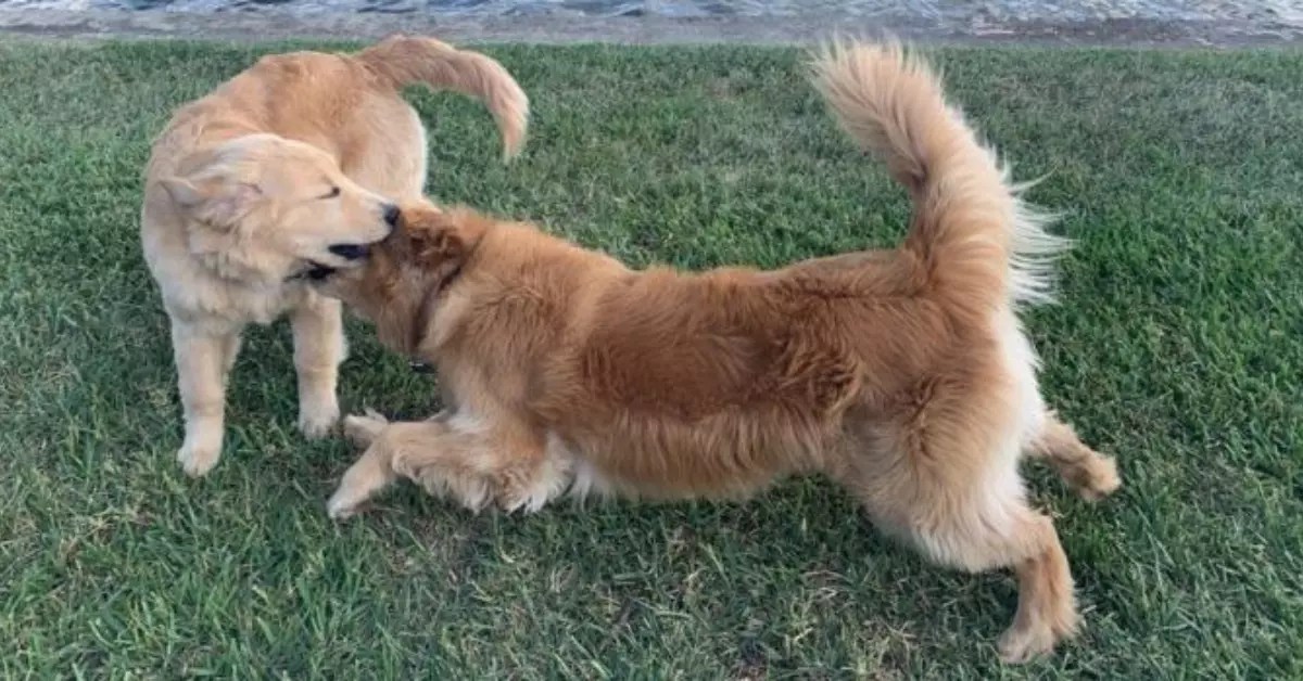 Dog Run Definition Top Questions Answered About Dog Runs