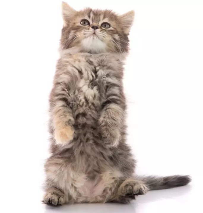 How Big Will My Kitten Get? Check This Guide PetCosset