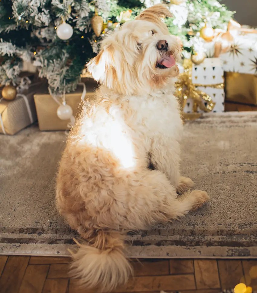 Why Does My Dog Dig At The Carpet? Here are 6 Reasons