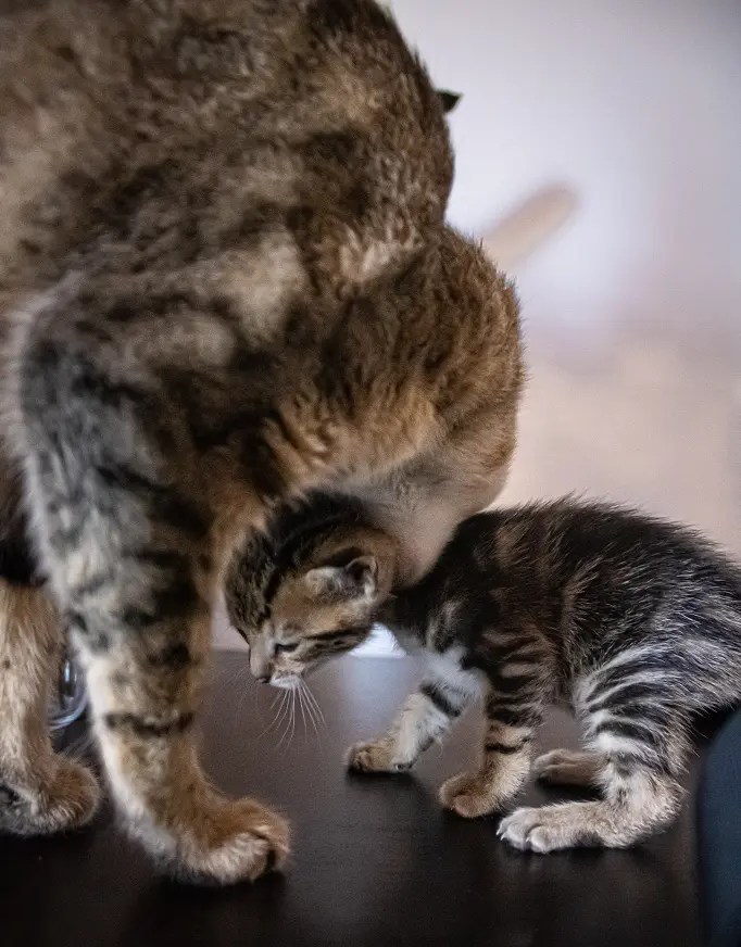Why Does Mother Cat Move Only One Kitten? PetCosset
