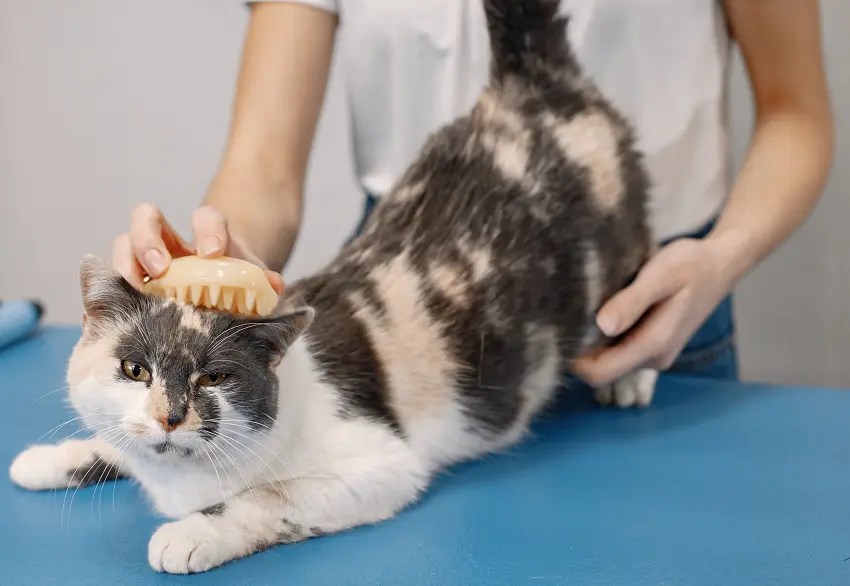 How To Restrain A Cat For Grooming? 4 Useful Methods