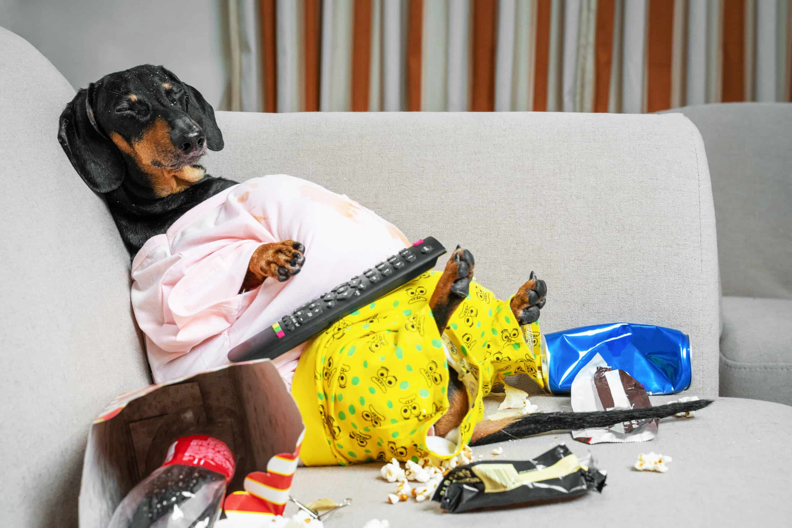 Top 3 Indoor Dog Activities Pet Costume Center
