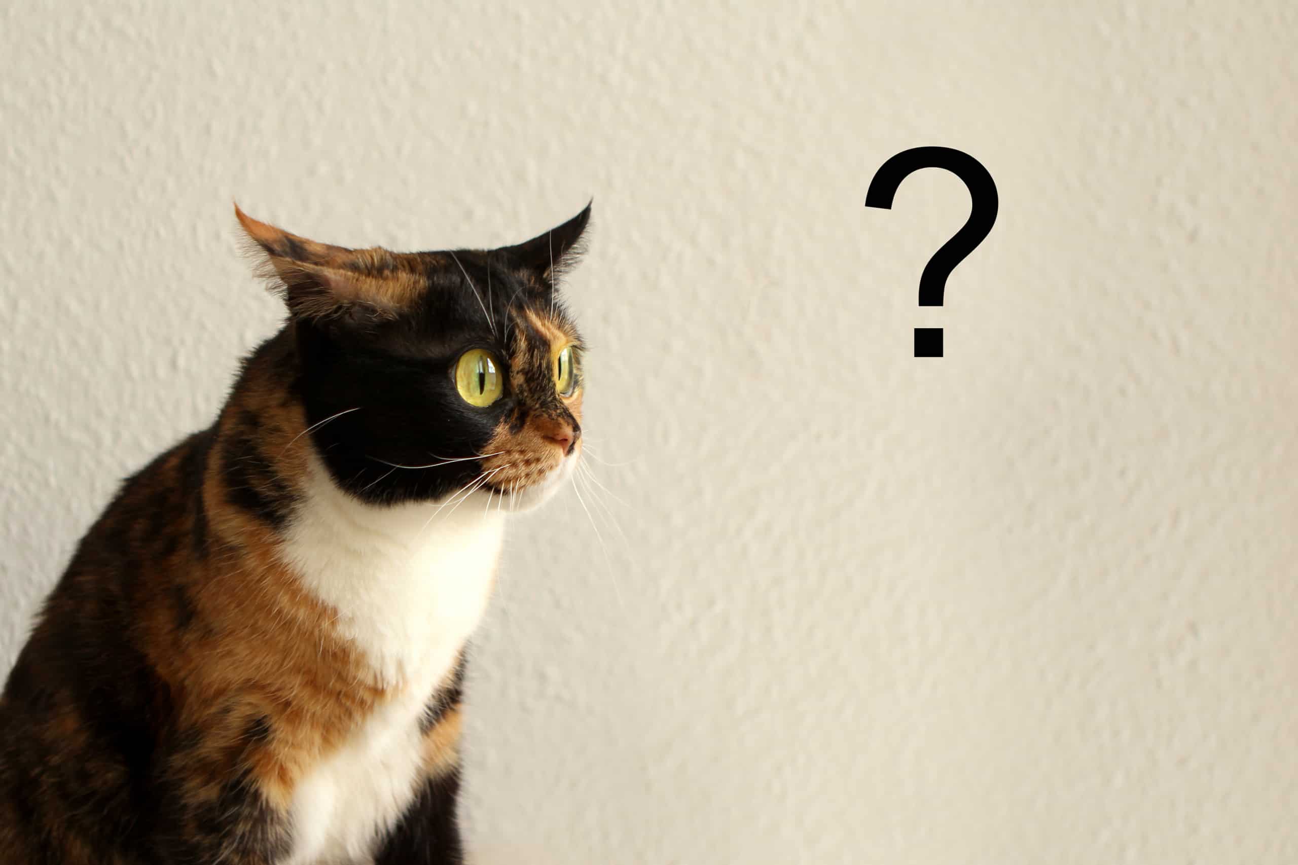 Four Questions Your Cat Might Ask On National Answer Your Cat’s