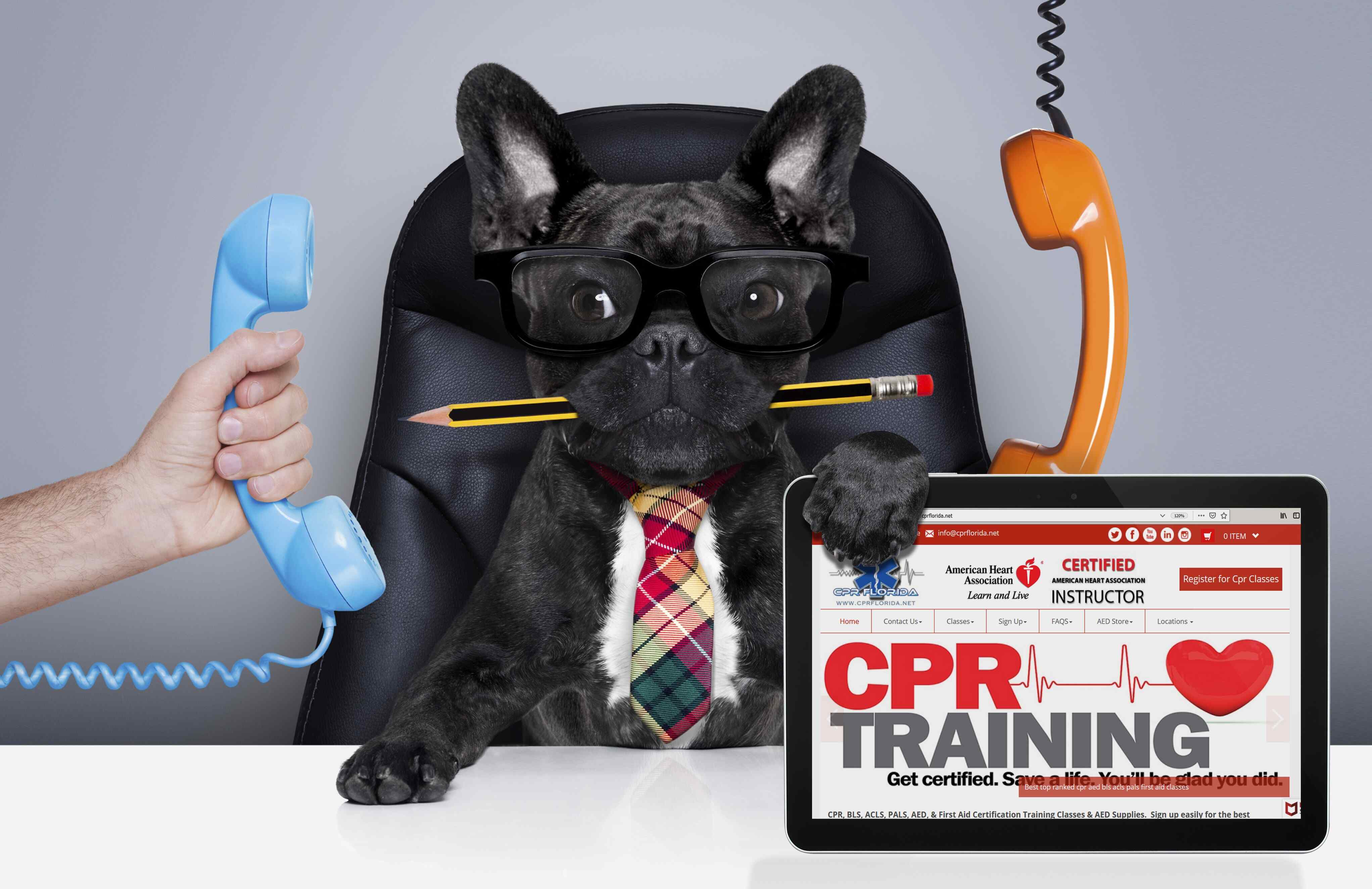 pet cpr and first aid certification classes dog cat puppy