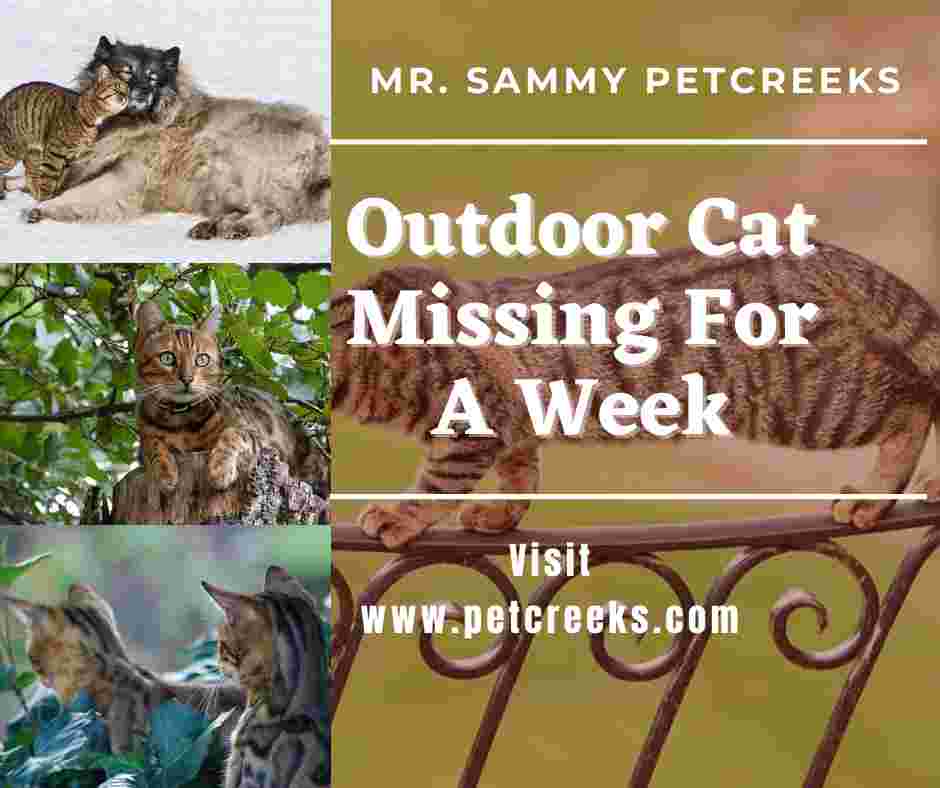 Outdoor Cat Missing For A Week 11 Reasons & What To Do