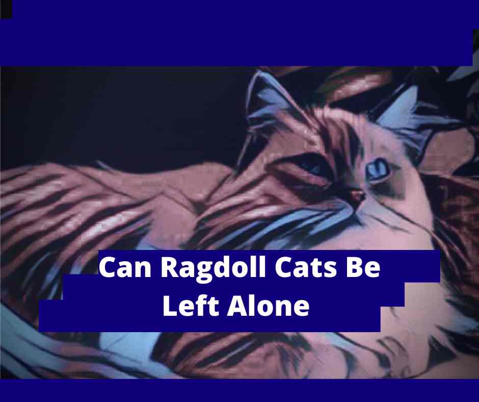 Can Ragdoll Cats Be Left Alone 7 Tips On Leaving Them Alone