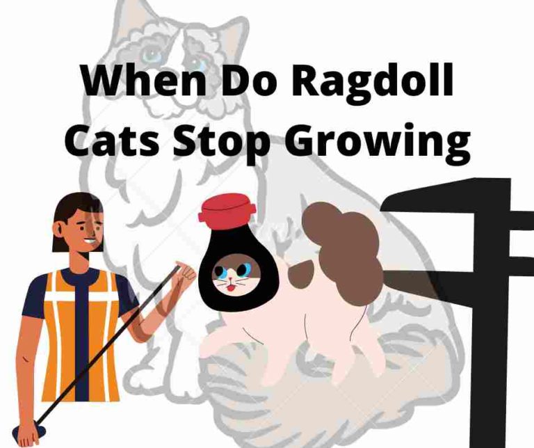 Do Ragdoll Cats Get Along With Dogs 5 Steps To Introduce Them