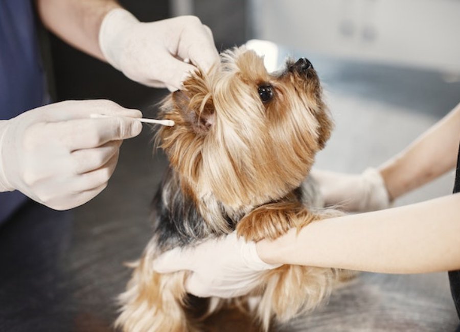 How To Clean Dog Ears [A Complete Step By Step Guide]