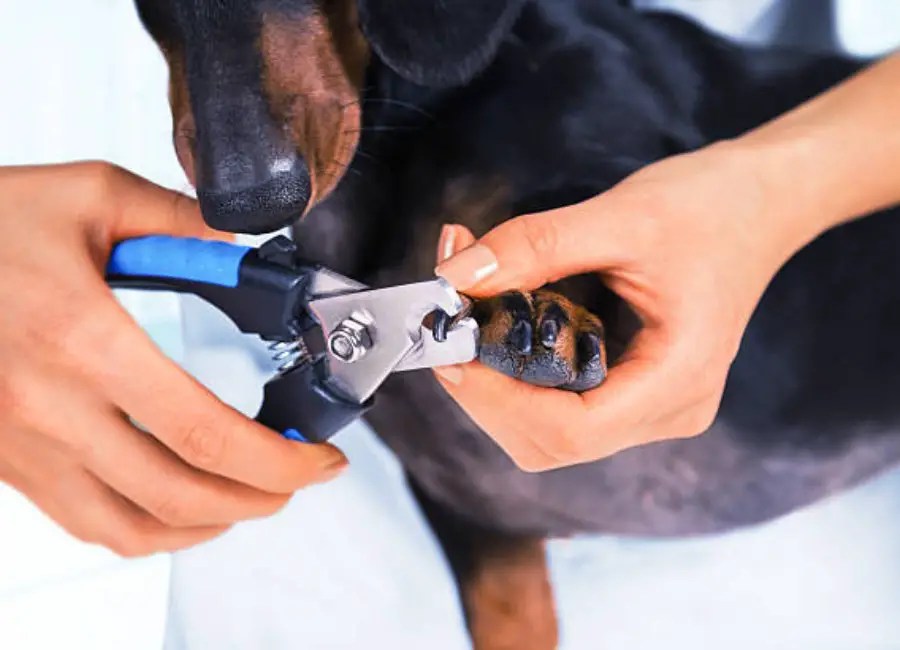 How To Trim Dog Nails [A StepbyStep Guide]