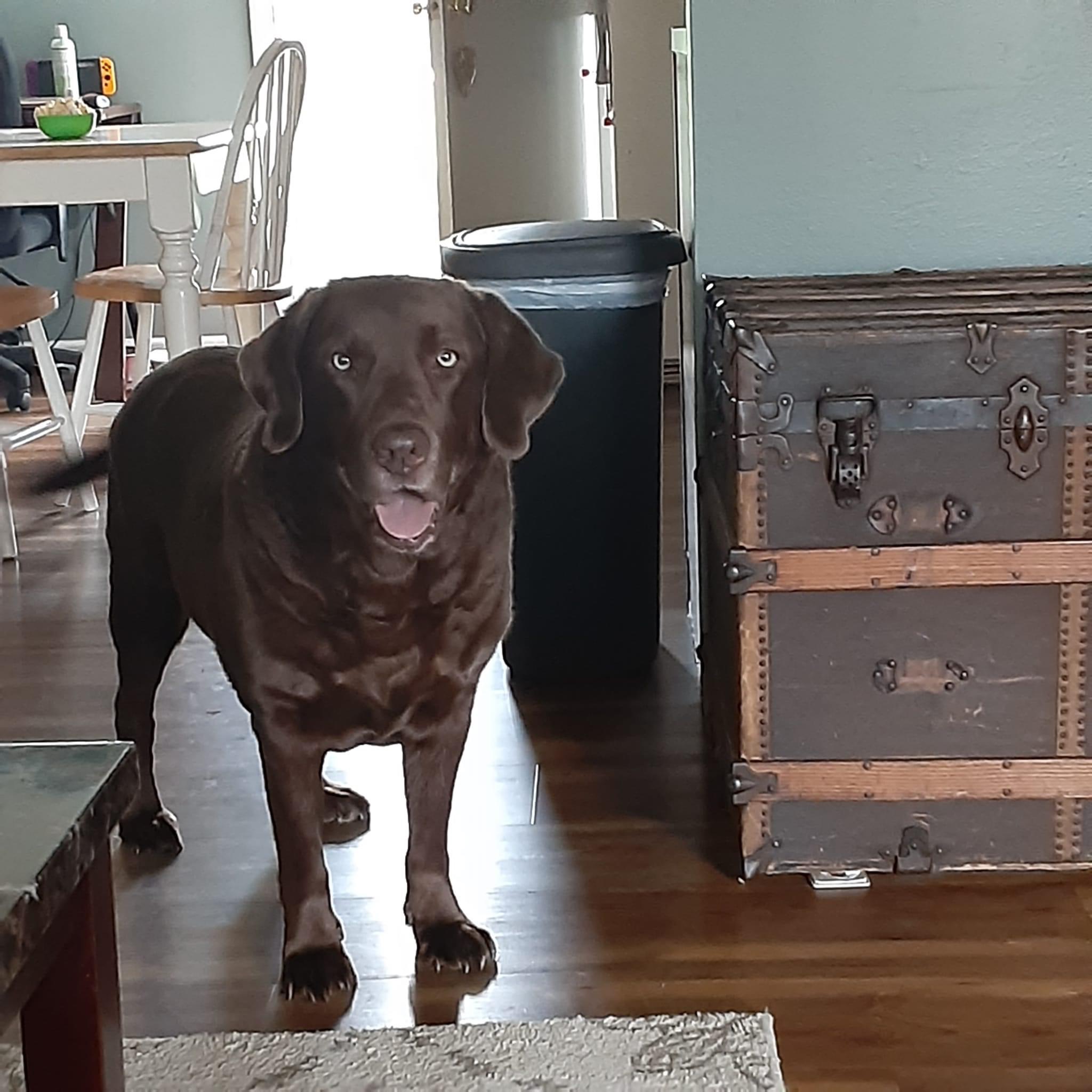 Charlie Brown Pet Cremation Services