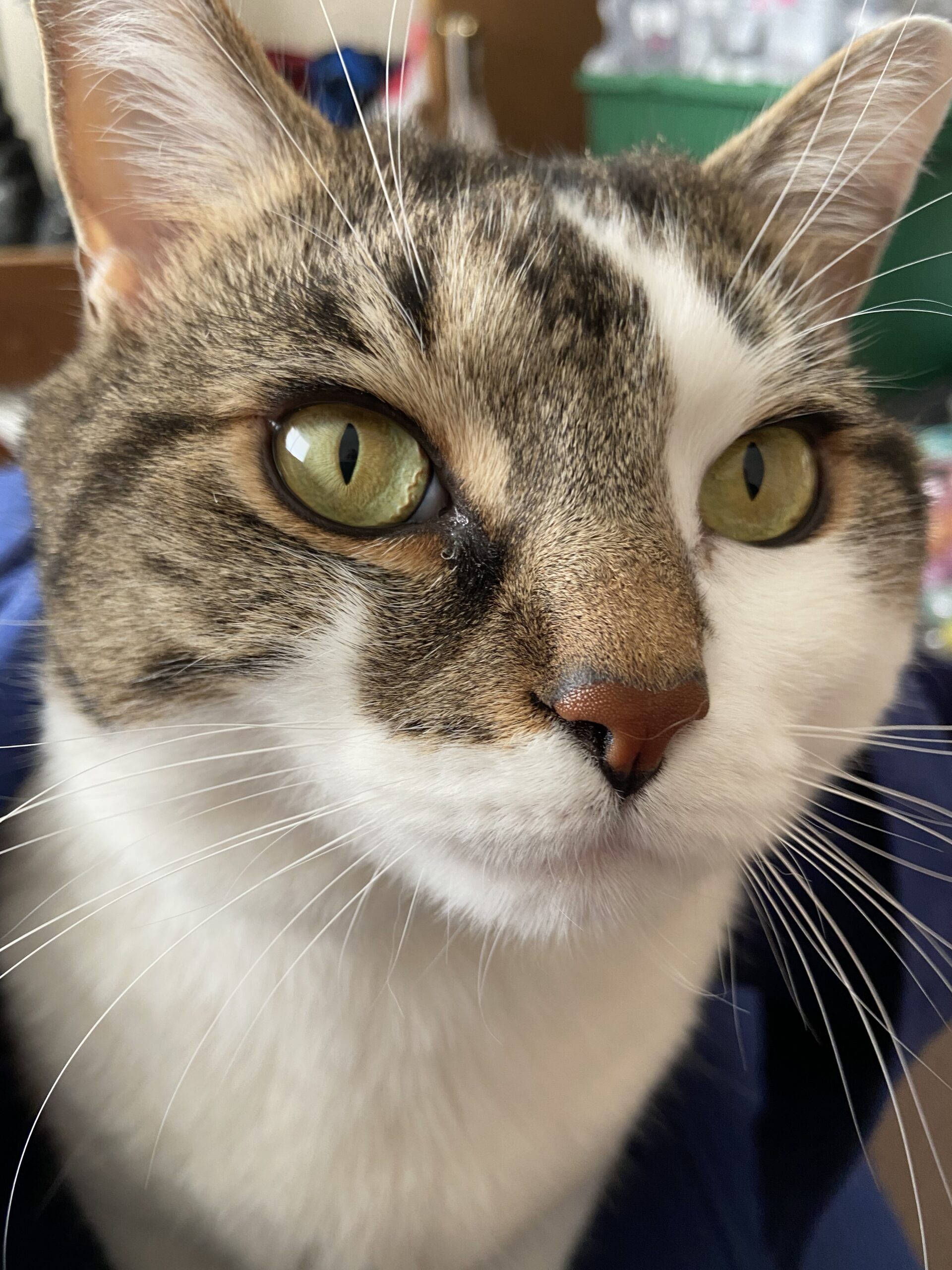 Pet Cremation Columbus Ga at John Reddin blog