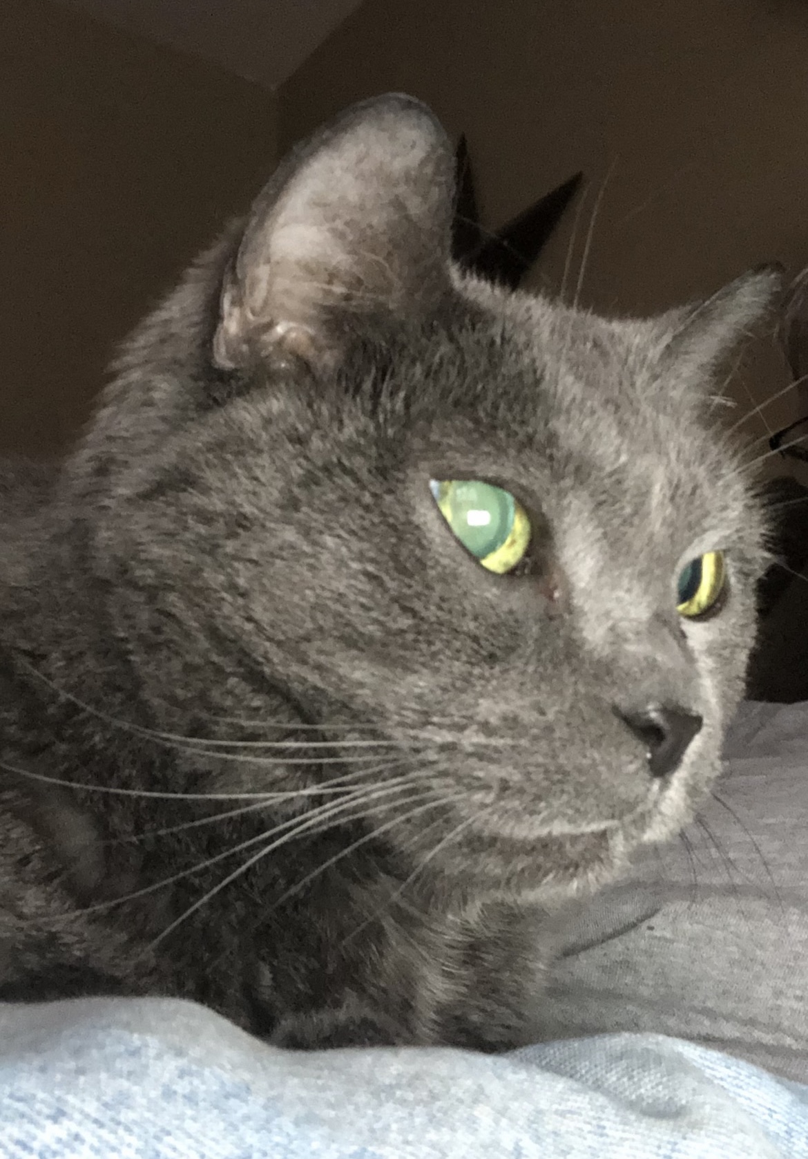 Claire Pet Cremation Services