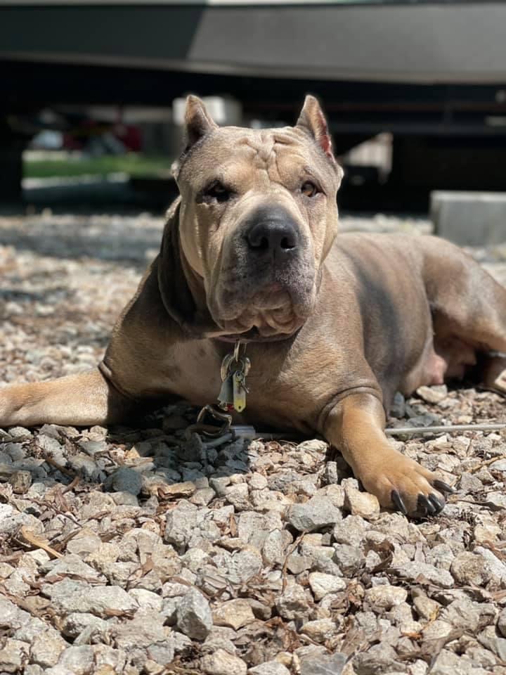 Princess Zara Pet Cremation Services